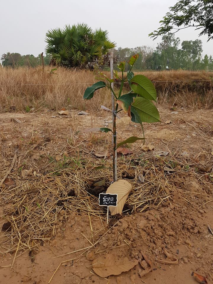 54729591_2126199880810390_1111243154851364864_n